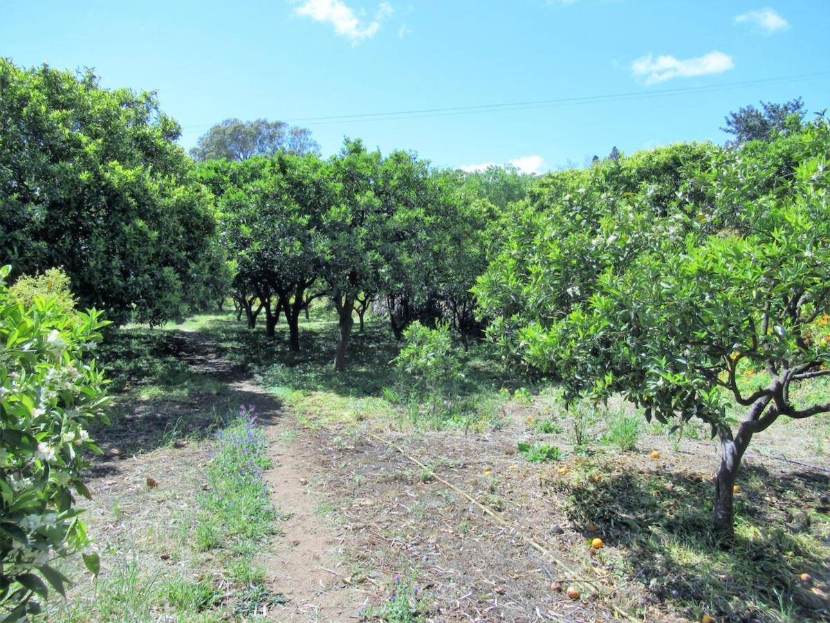 Casa Rural El Alpendre Vega de San Mateo Dış mekan fotoğraf